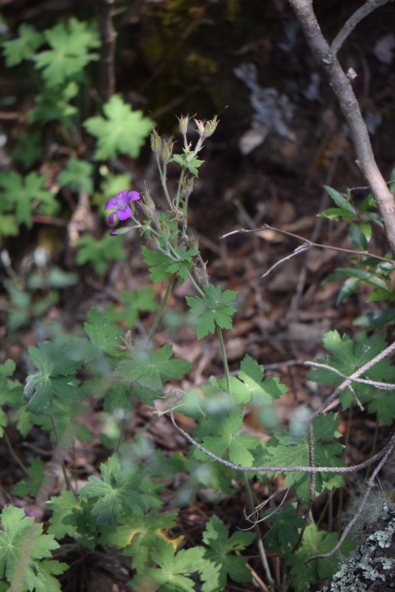 Geranium campanulatum photo 6