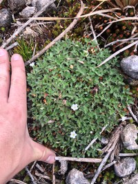Geranium campii