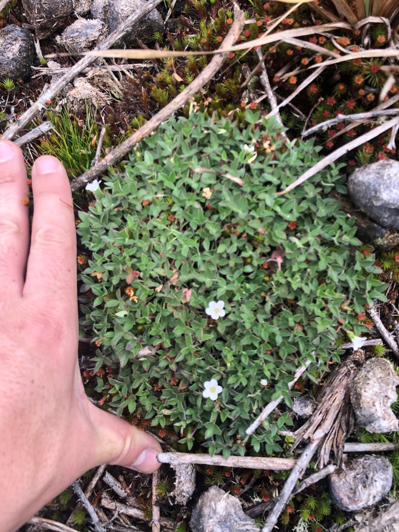Geranium campii