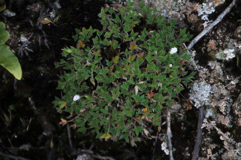 Geranium campii photo 4