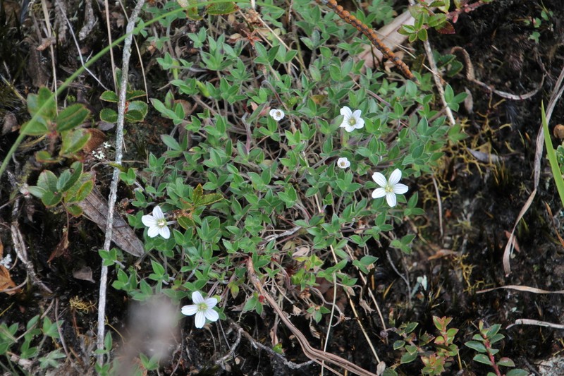 Geranium campii photo 5