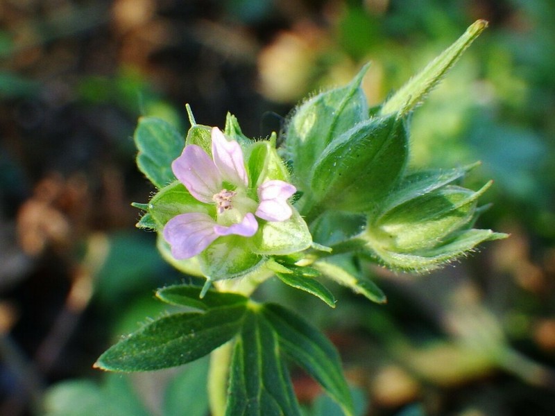 Carolina Geranium