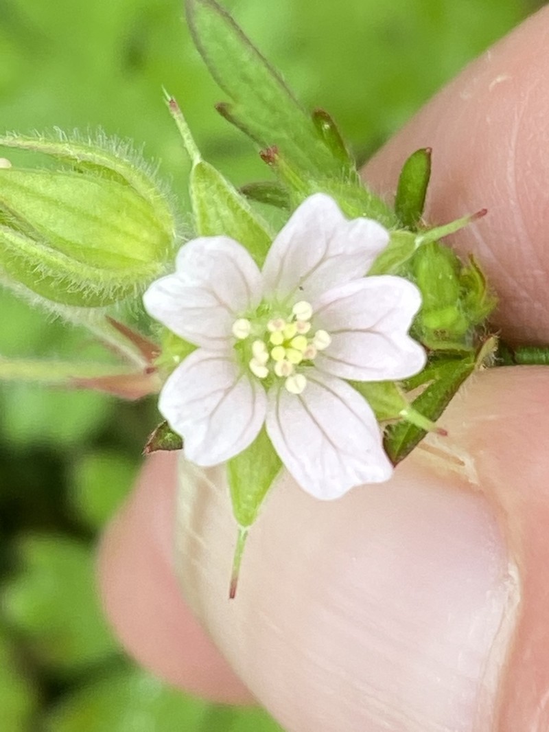 Carolina Geranium photo 2