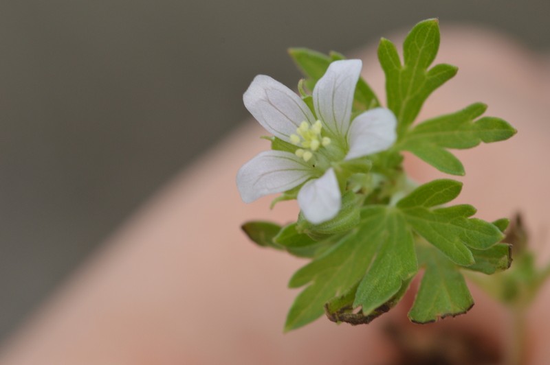 Carolina Geranium photo 3