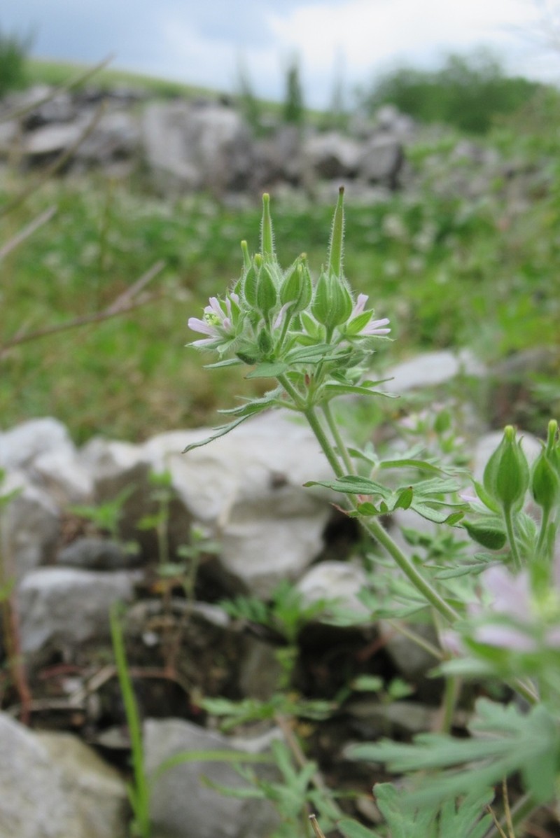 Carolina Geranium photo 4