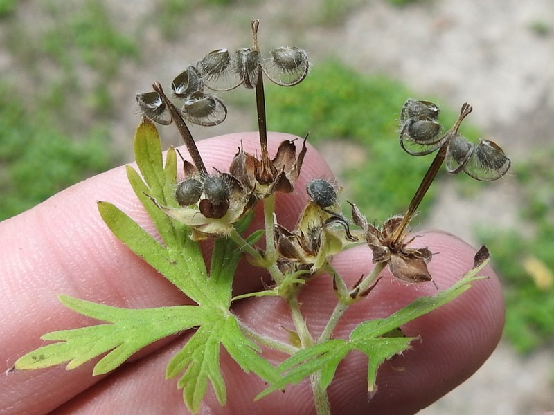 Carolina Geranium photo 5