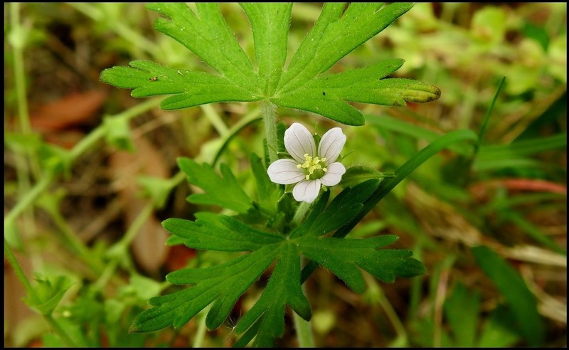 Carolina Geranium photo 6