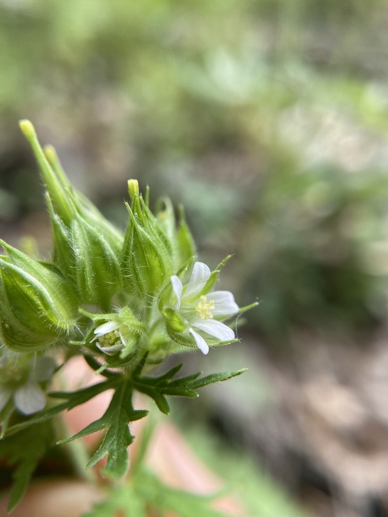 Carolina Geranium photo 7