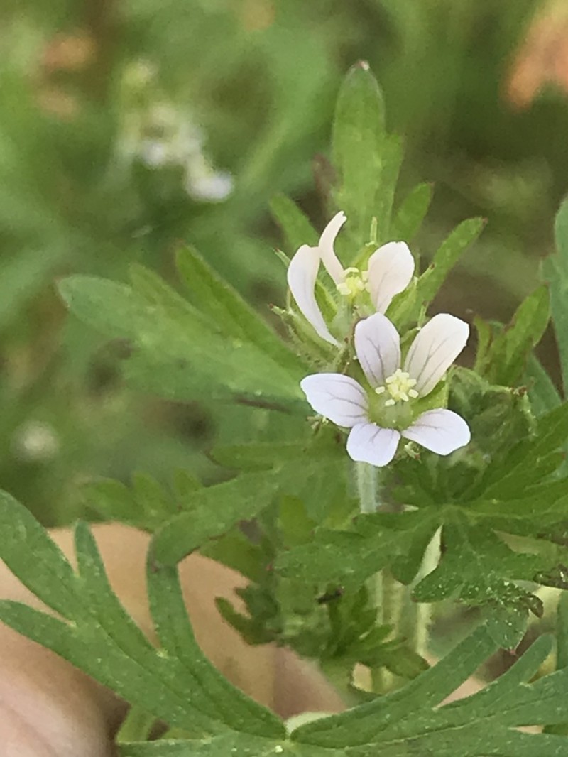 Carolina Geranium photo 8