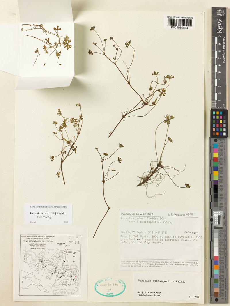 Geranium castroviejoi