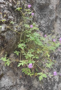 Geranium cataractarum