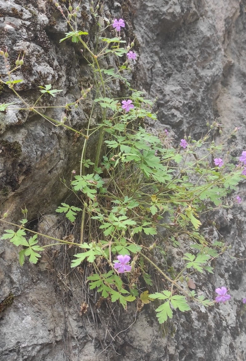 Geranium cataractarum