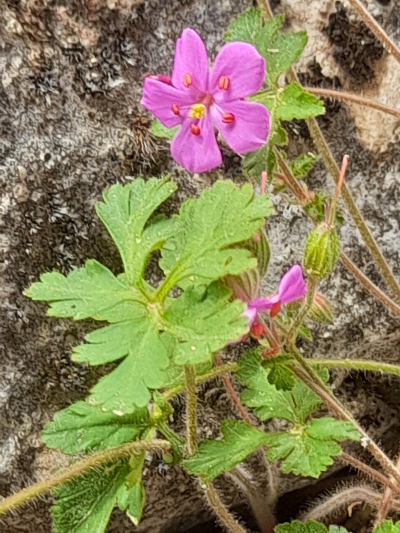 Geranium cataractarum photo 2