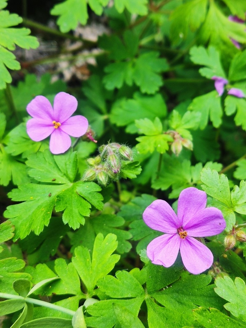 Geranium cataractarum photo 3