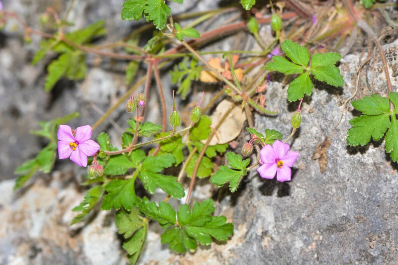 Geranium cataractarum photo 4