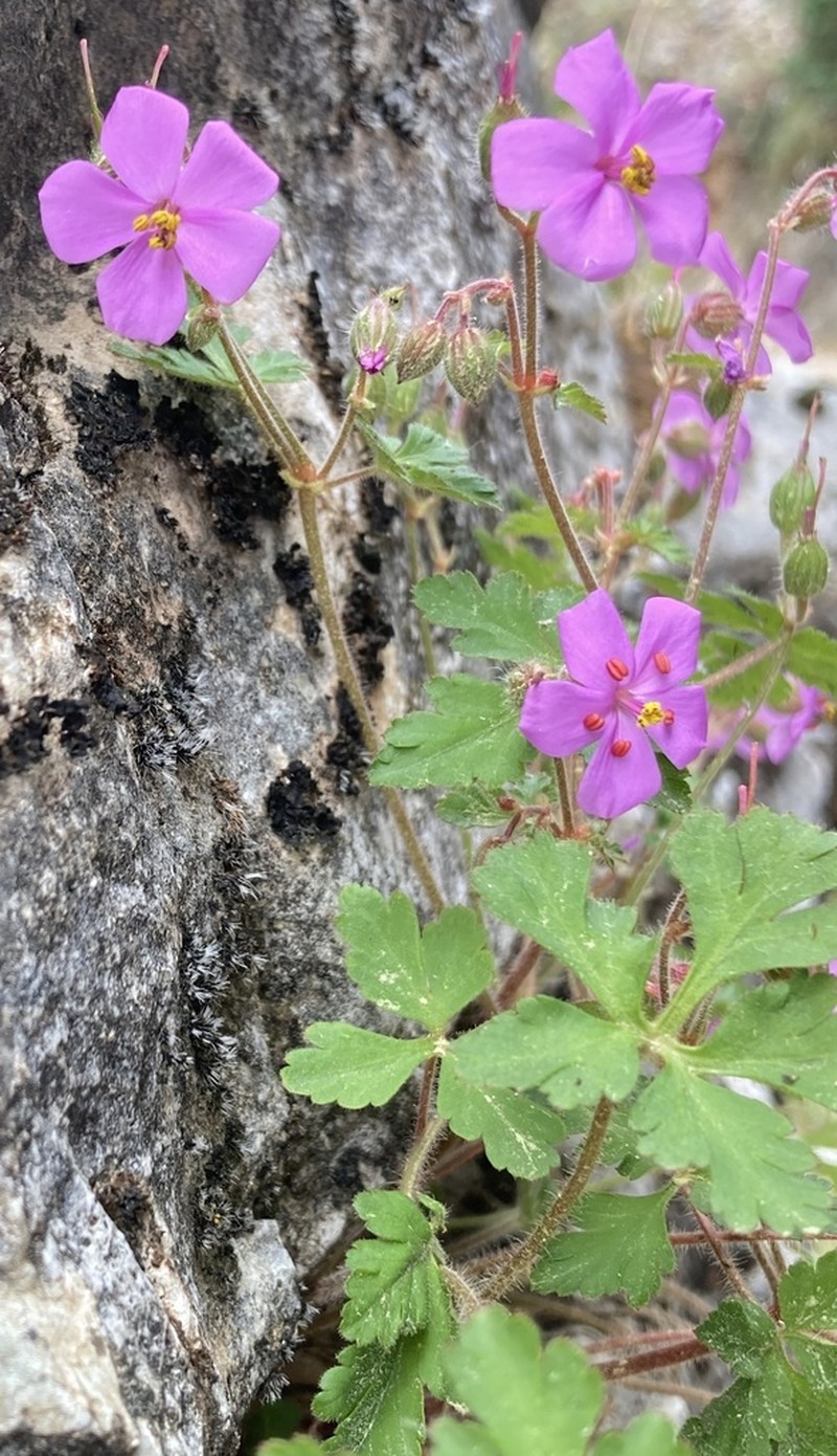 Geranium cataractarum photo 5