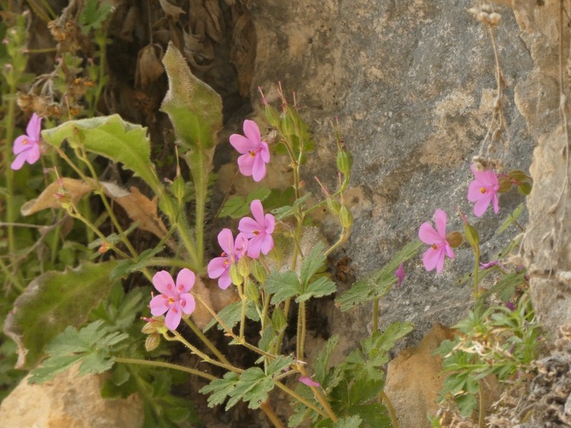 Geranium cataractarum photo 6