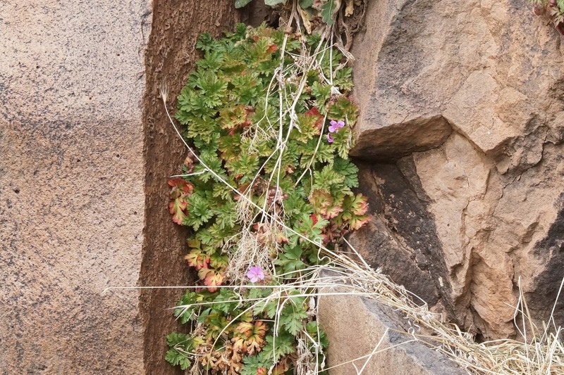 Geranium cataractarum photo 7