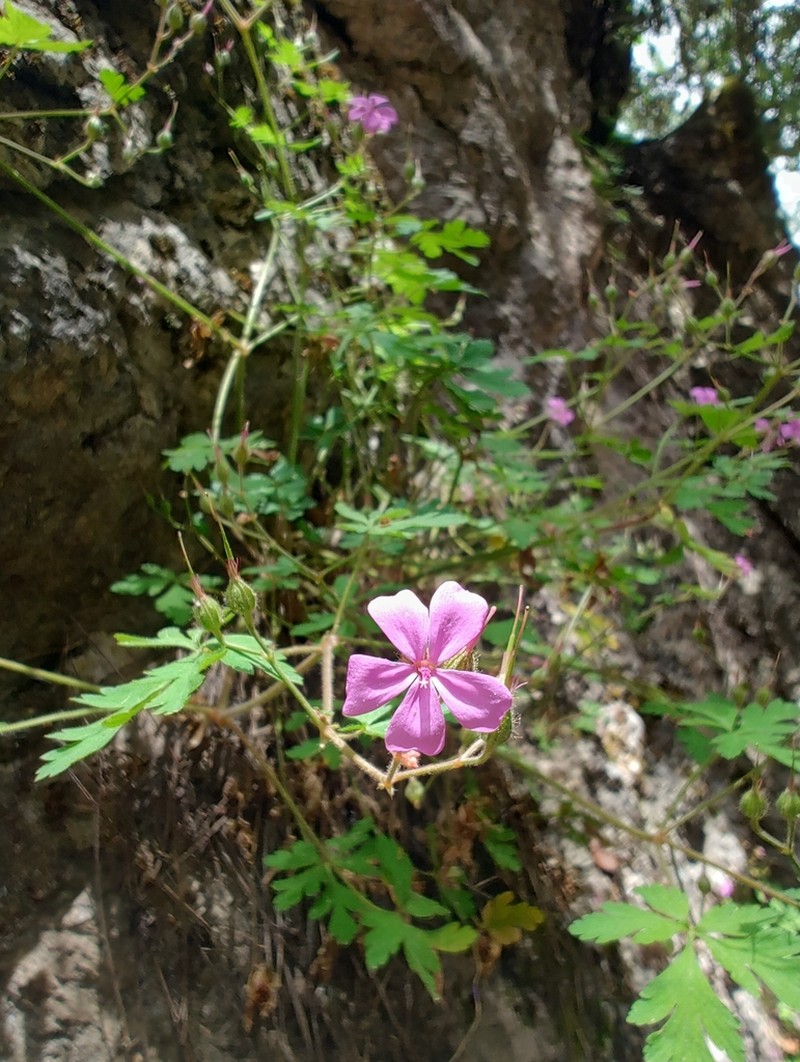 Geranium cataractarum photo 8