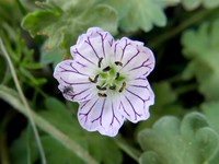 Geranium cazorlense