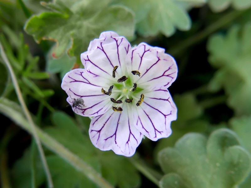 Geranium cazorlense