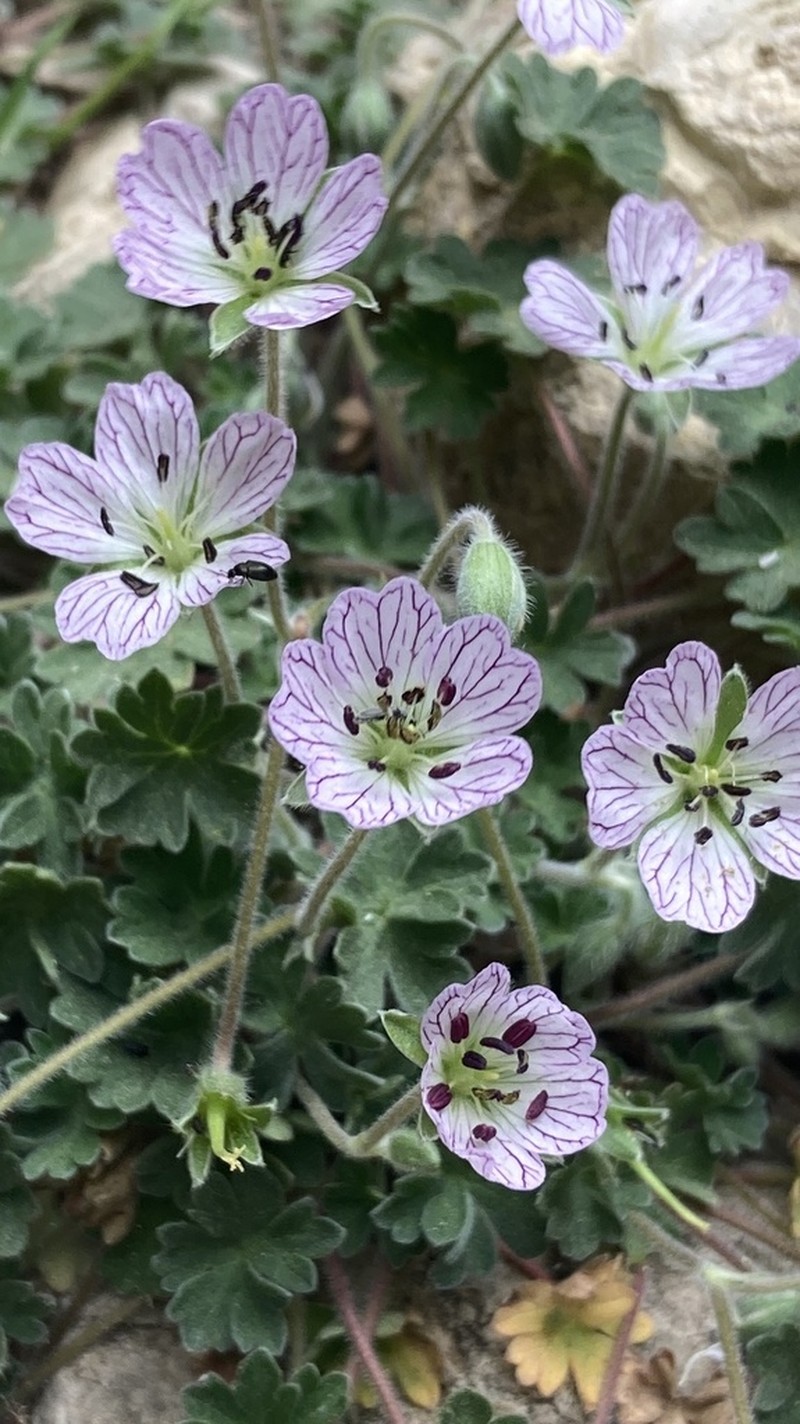 Geranium cazorlense photo 2