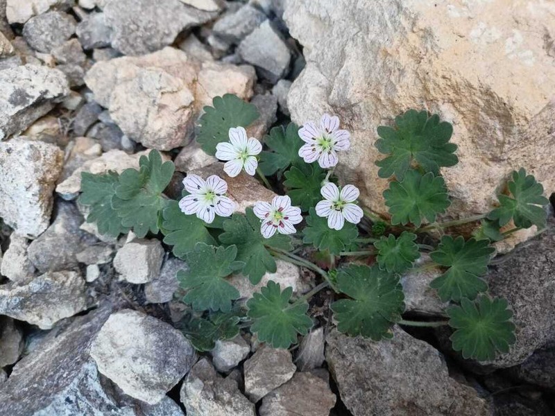 Geranium cazorlense photo 3