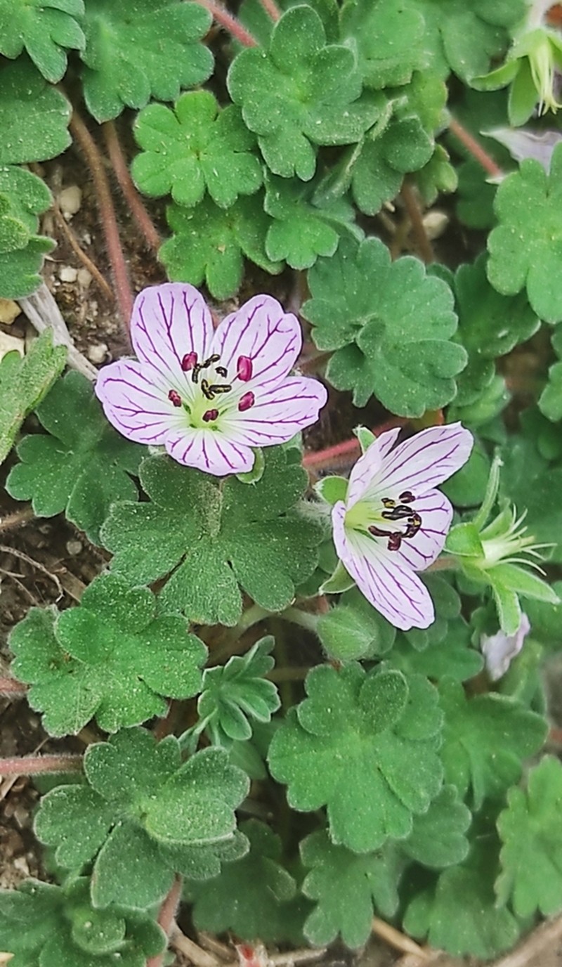 Geranium cazorlense photo 4
