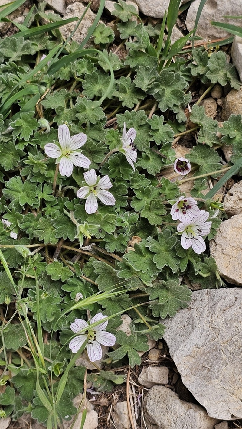 Geranium cazorlense photo 5