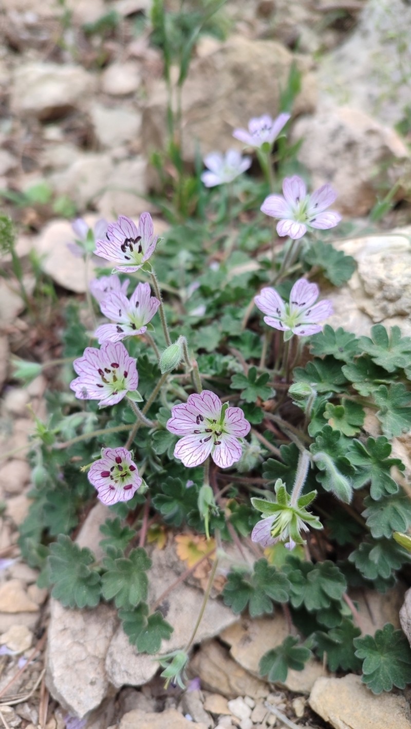Geranium cazorlense photo 6