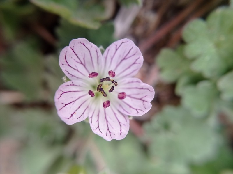 Geranium cazorlense photo 7