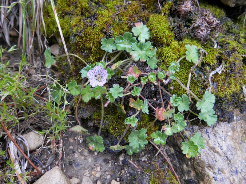 Geranium cazorlense photo 8