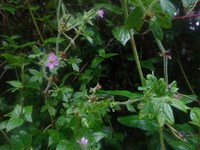 Geranium chilloense