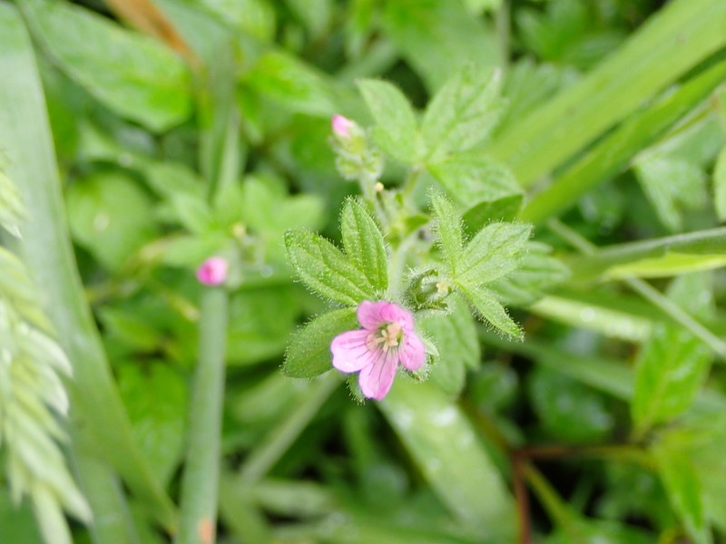 Geranium chilloense photo 2