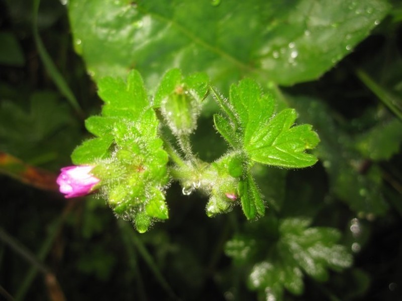 Geranium chilloense photo 3