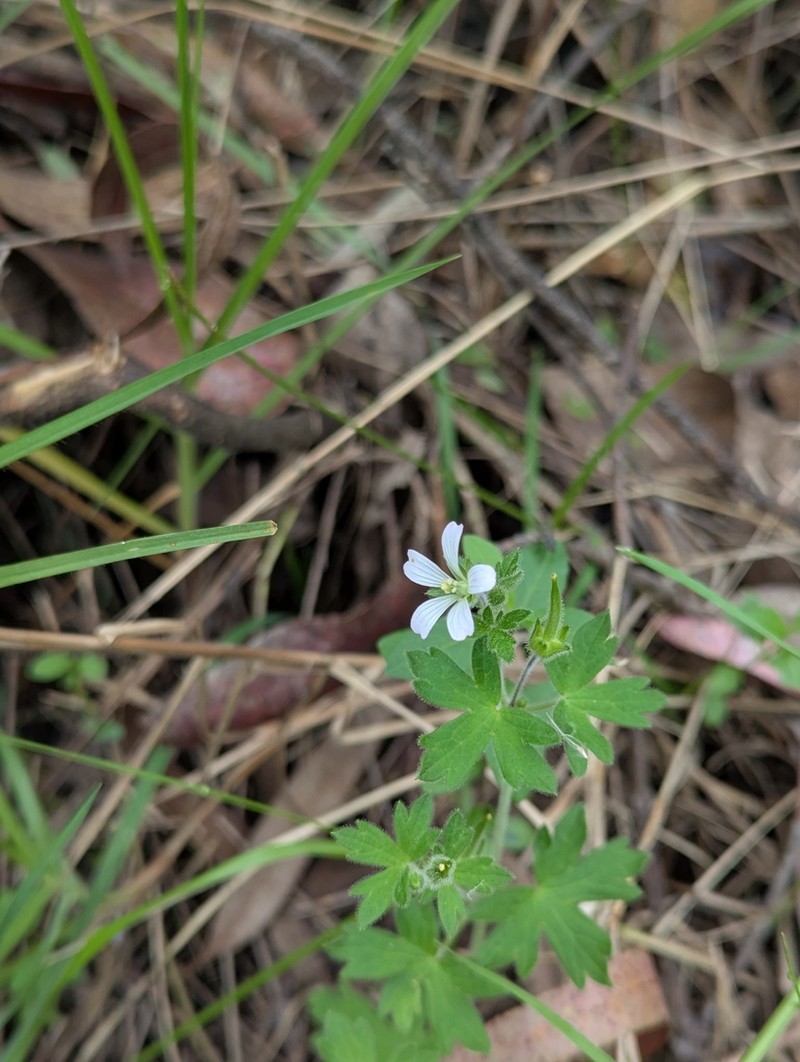 Geranium chilloense photo 4