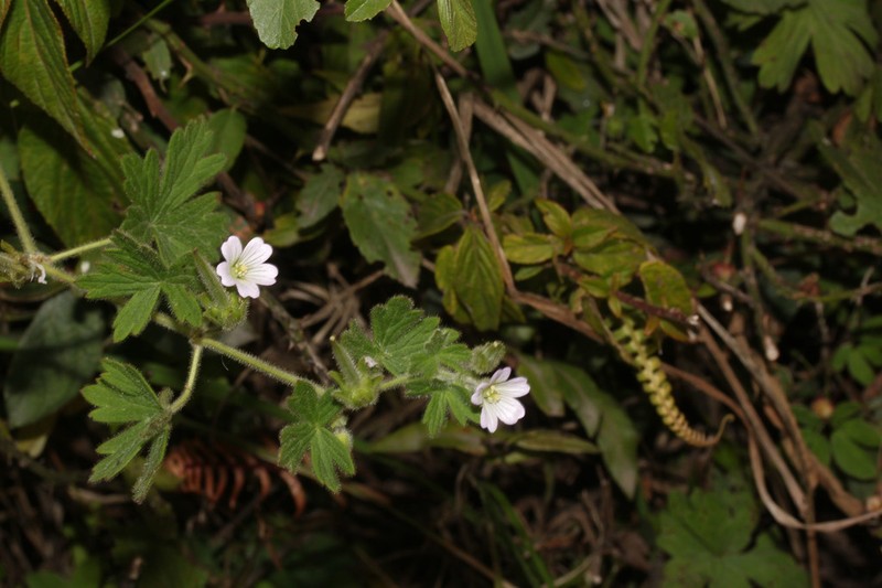 Geranium chilloense photo 5