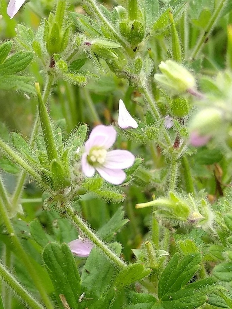 Geranium chilloense photo 6