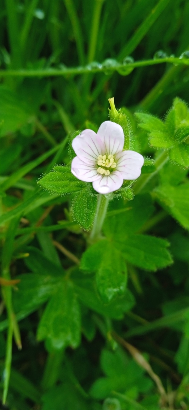 Geranium chilloense photo 7