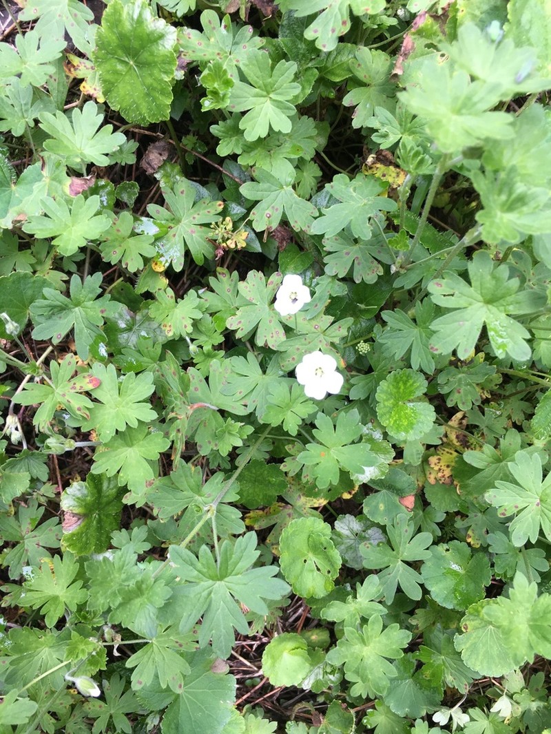 Geranium chilloense photo 8