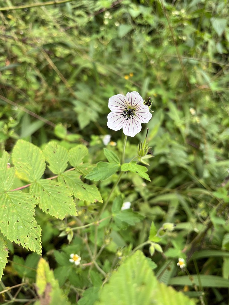 Geranium christensenianum