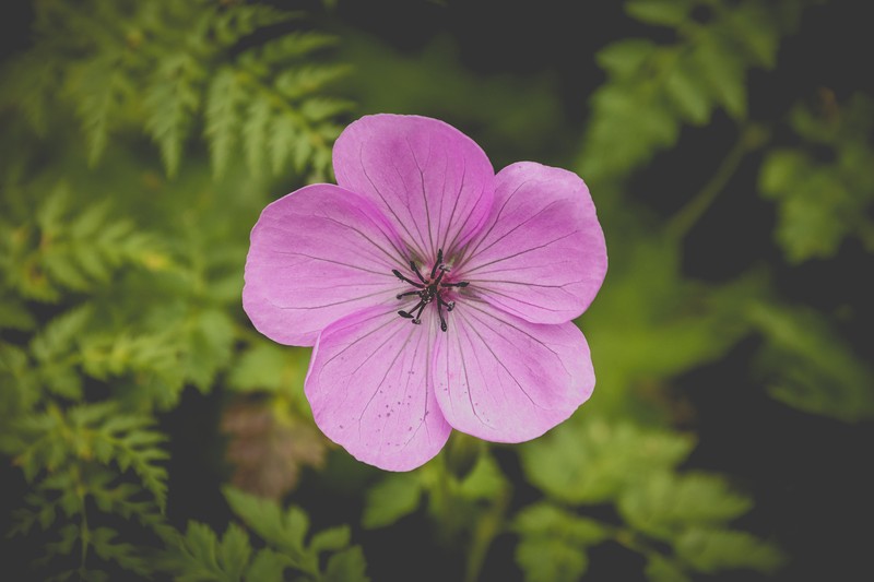 Geranium cinereum