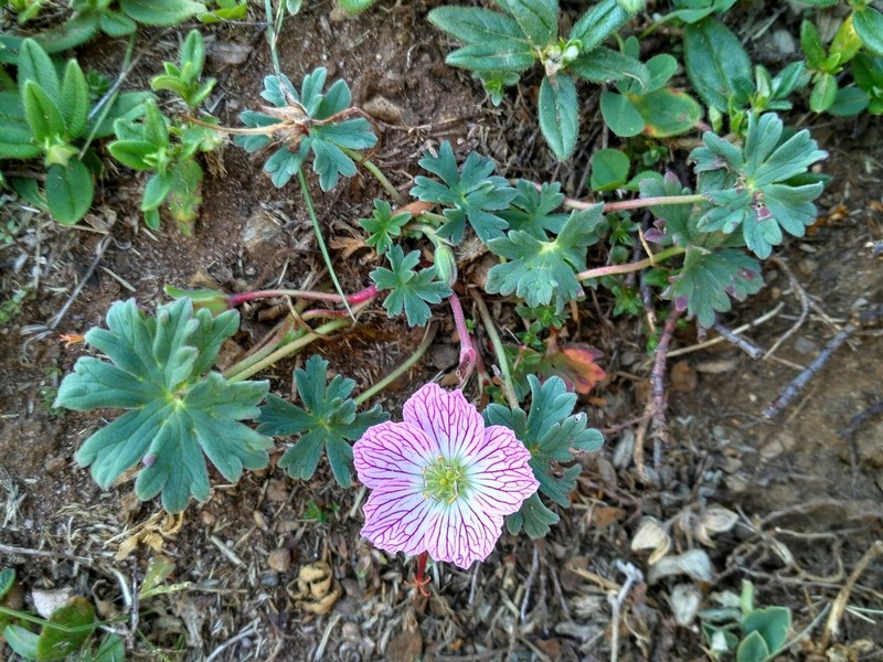Geranium cinereum photo 2