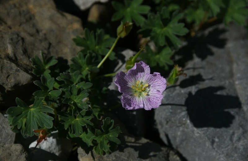 Geranium cinereum photo 3