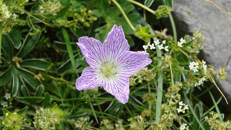 Geranium cinereum photo 4