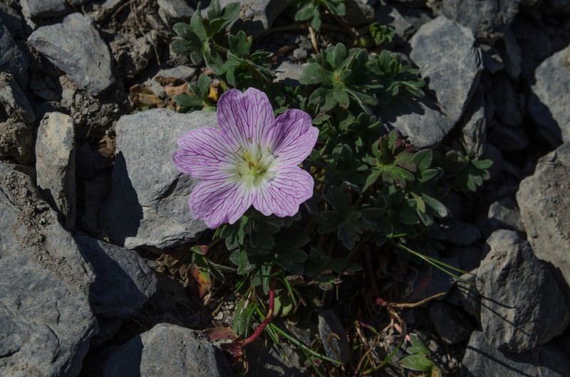 Geranium cinereum photo 5