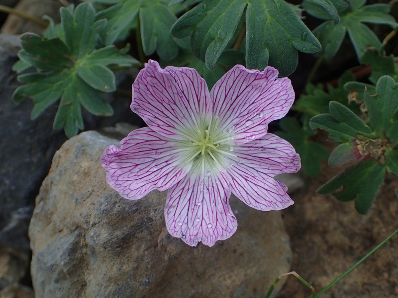 Geranium cinereum photo 6