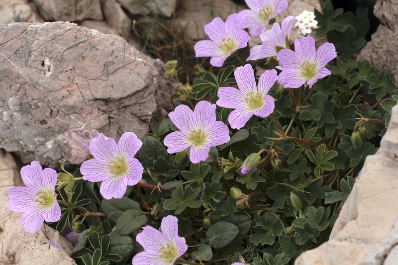 Geranium cinereum photo 7