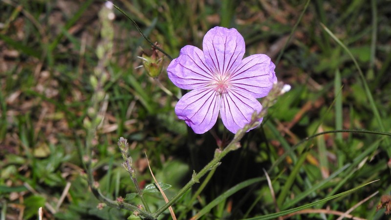 Geranium collinum