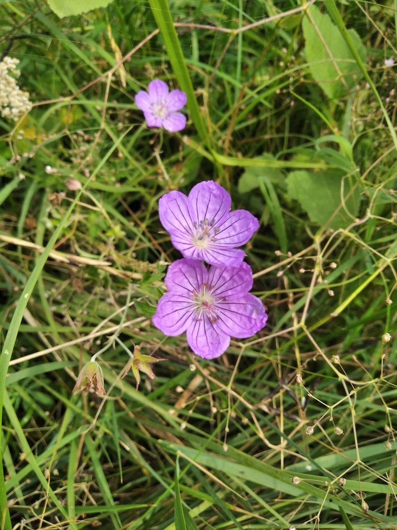Geranium collinum photo 2